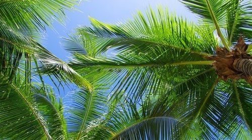 Tipos de palmeras