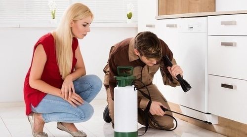 Cómo saber si tu madera tiene termitas