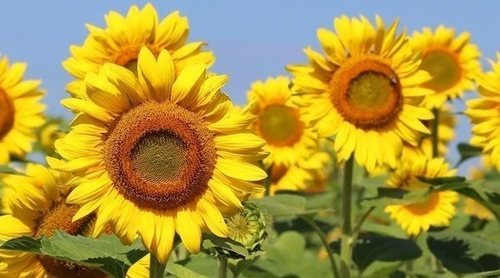 Cómo cuidar un girasol
