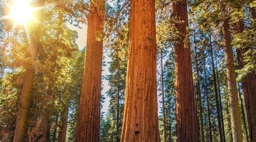 Los árboles más grandes del mundo
