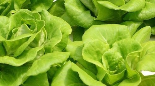 Cuándo plantar lechuga