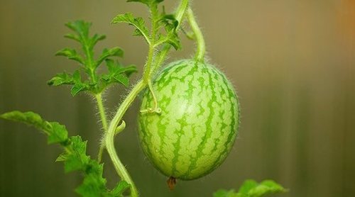 Plantar sandías en macetas