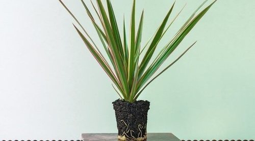 Cómo cuidar una yuca