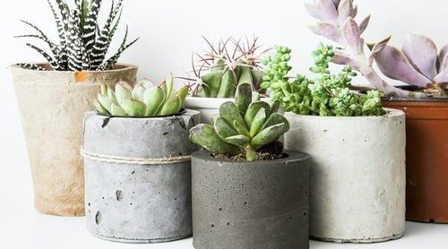 Plantas que suben el ánimo