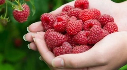 Cómo cultivar frambuesas