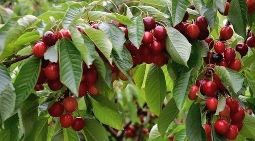 Cerezos