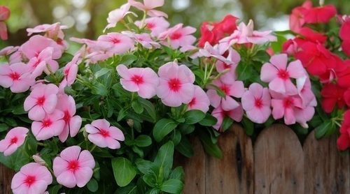 Vinca: características y cuidados