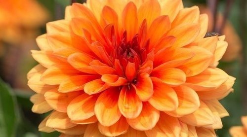 Dalias: tipos, características y cuidados