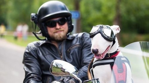 ¿Puede viajar mi perro en la moto?