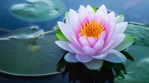 Flor de loto