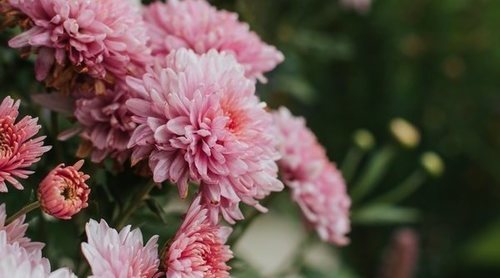 10 plantas de exterior resistentes a las heladas