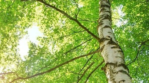 Cómo quitar un árbol de raíz