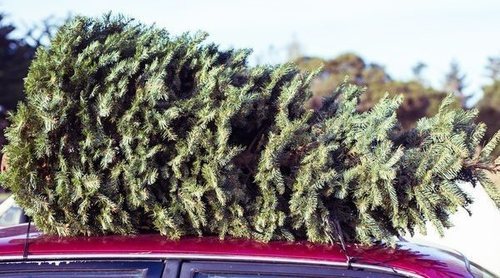 Cómo elegir un abeto natural para Navidad