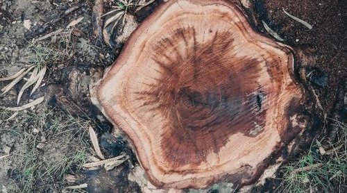 Cómo quitar el tocón de un árbol