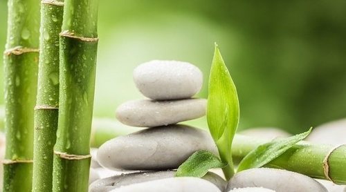 Las mejores plantas para decorar tu baño