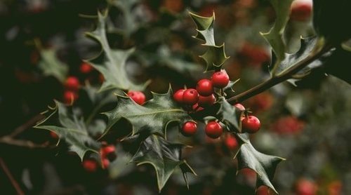 El acebo, un símbolo de la Navidad
