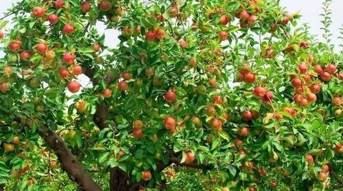 Qué es la vecería en los árboles frutales